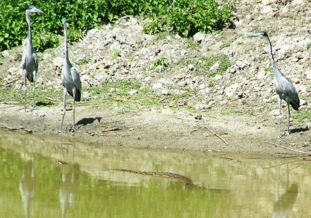 Python stalking Black Necked Herons Abuko Gambia